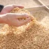 尾鈴山蒸留所 (中)｜風土的起點：Box Malting 與在地素材的燻製