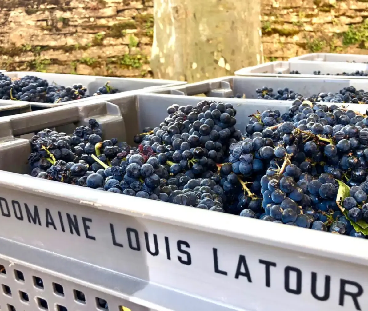 葡萄的收購價格在過去十年間倍增 (Photo Resource: Louis Latour)