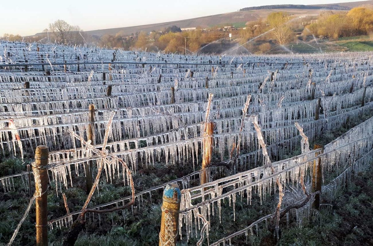 嚴重的春霜問題已在過去十年多次影響勃根地的產量 (Photo Resource: Decanter)
