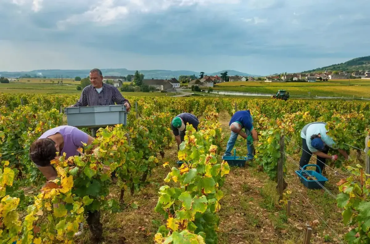 2016年因嚴重霜害導致產量大減，七間酒莊聯合釀造出兩桶Montrachet (DRC grape pickers in Le Montrachet vineyard, Photo Resource: Decanter (Ian Shaw))